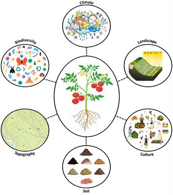 Plant microbiomes as contributors to agricultural terroir